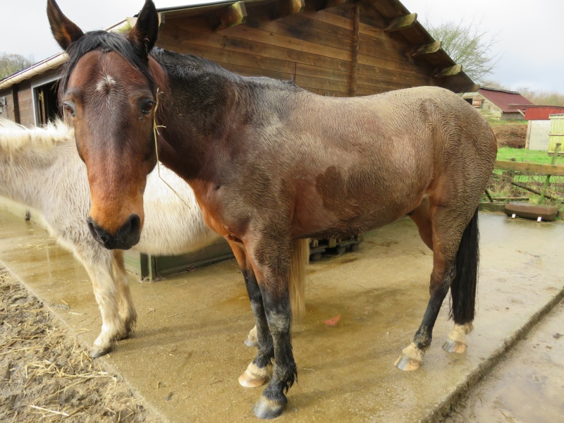 TIBOU DE JACOTTE - TF né en 2007 - adopté en septembre 2009 par Armelle - Page 3 2016_211