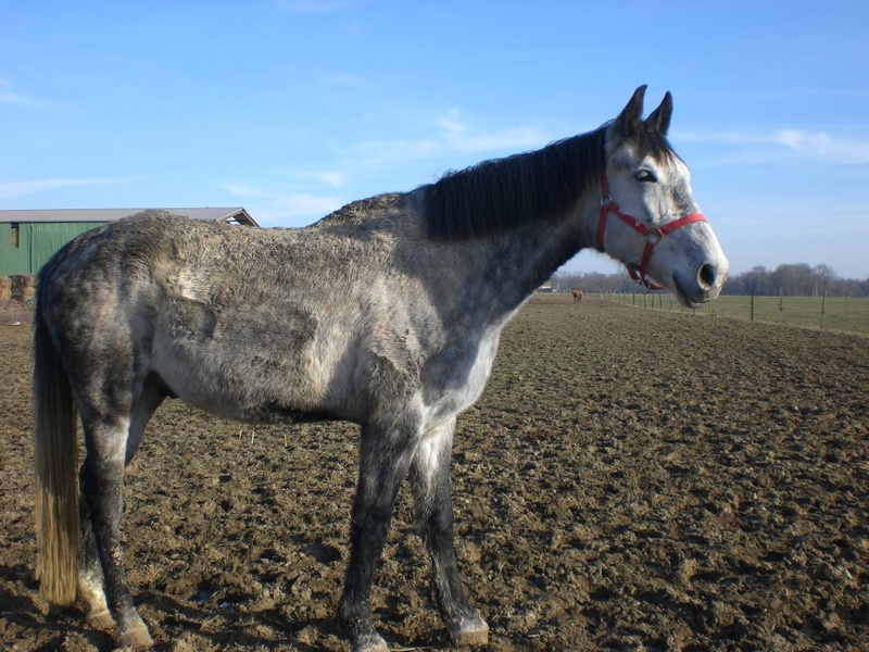 AQUA DI GIO – SF né en 2010 – Cédé à la SPA pour placement fin avril 2017 2017_128