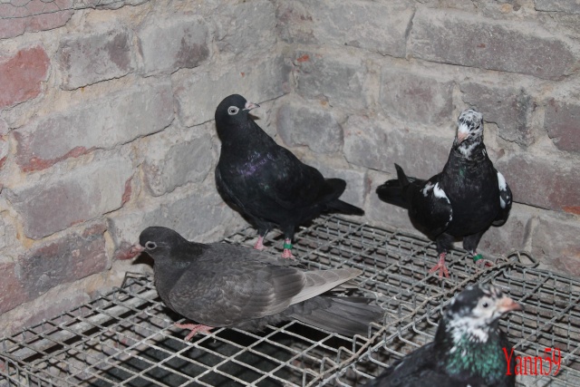 Mes pigeons 21_07_21