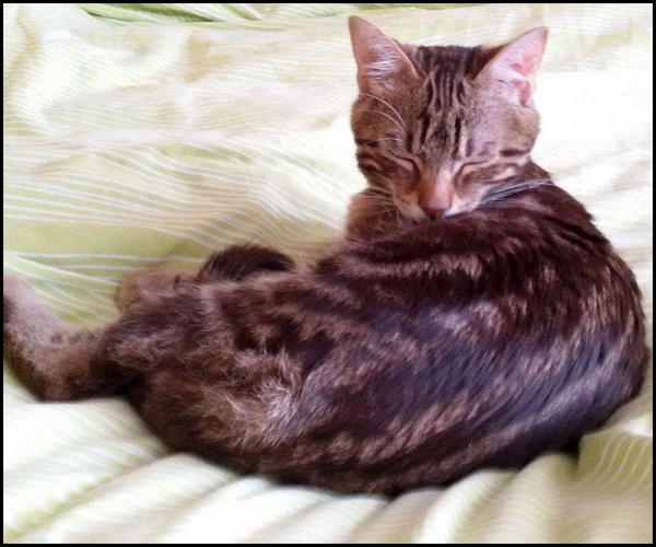 MOHAK chaton à l'adoption 15609110