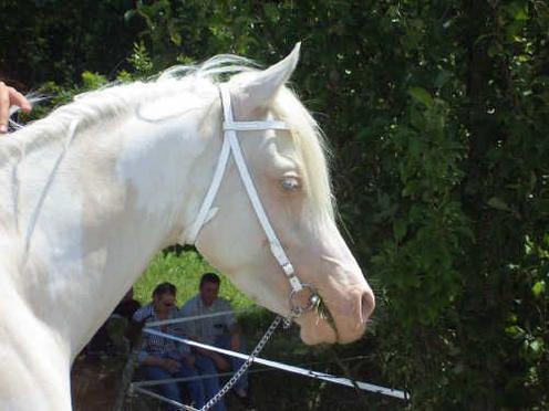 Animaux albinos - Page 2 60731210