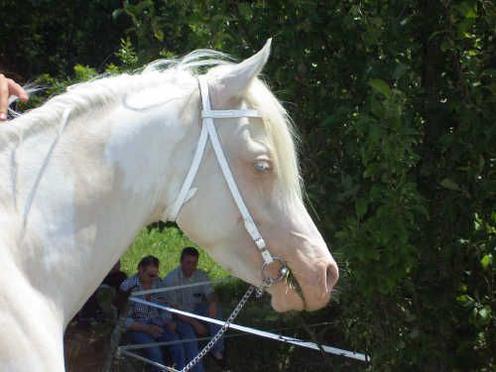 Animaux albinos  - Page 2 60731210