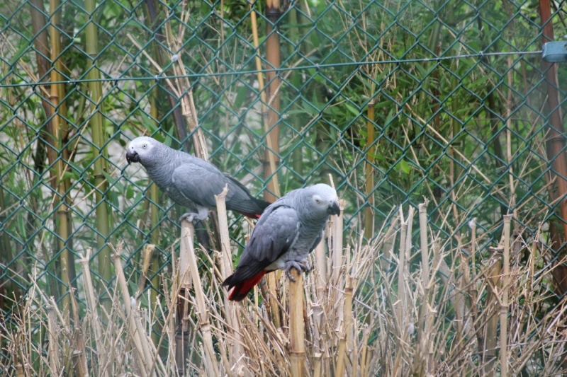 parc zoologique de Beauval - Page 5 Beauva21