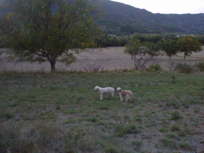 (résolu)Roxi et Roucki Trouvé deux chiens berger des pyrénées 1 chiot mâle et un mâle adulte Chien_10