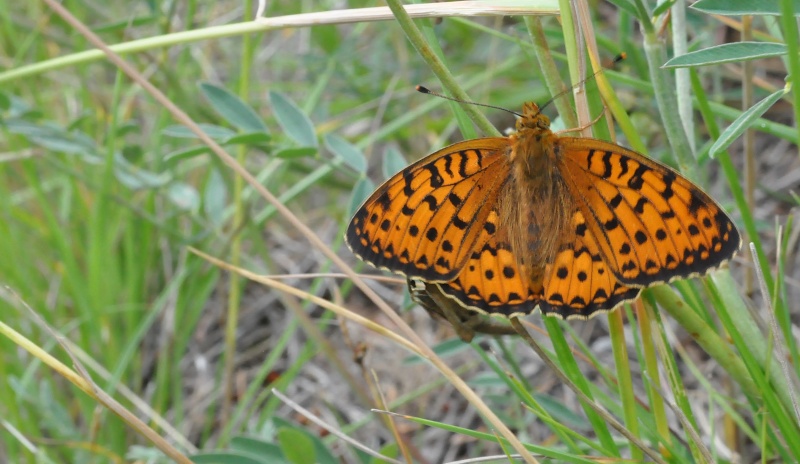  papillon  des Alpes  Dsc_6610