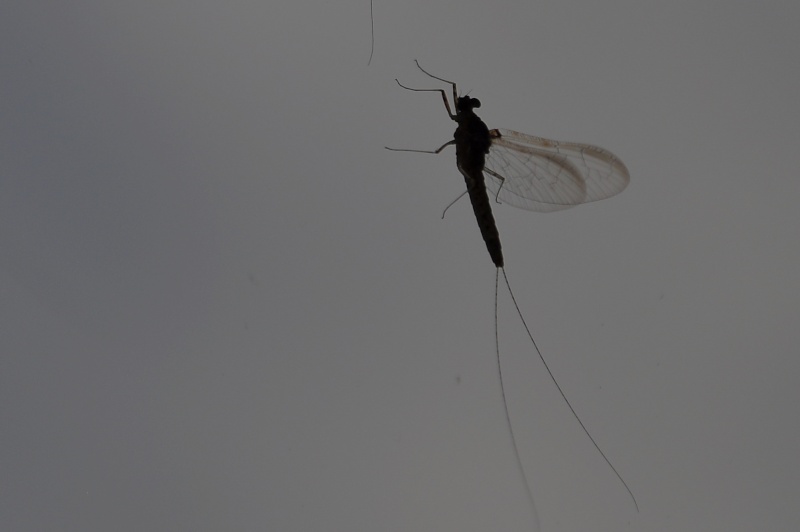 petit insecte à identifier Dsc_7812