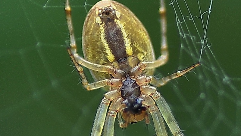araignée à identifier Dsc_8514