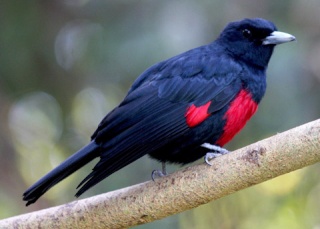 طائر الصفارية السوادء ذو صدر احمر 1bcor_11
