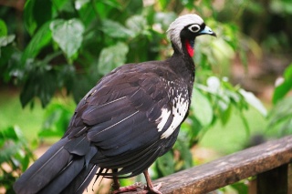 طائر غوان أسود الوجه Aburri11