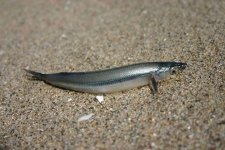 سمكة الجرونيون Cal-gr11