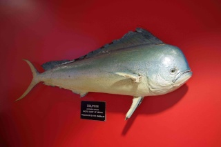 سمكة الحربآيه Coryph11