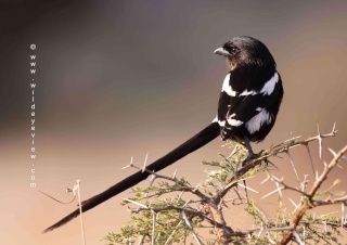 طائر الصرد العقعق Magpie13