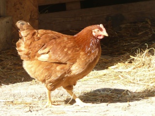 الدجاج البلدي P1030711