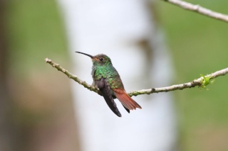 منتدى عالم الطيور Rufous18