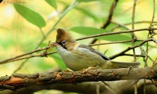 طائر يوحنا ذو شارب Yuhina12