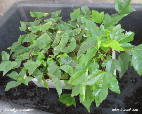 Maples: propagation by cuttings Bonsai16