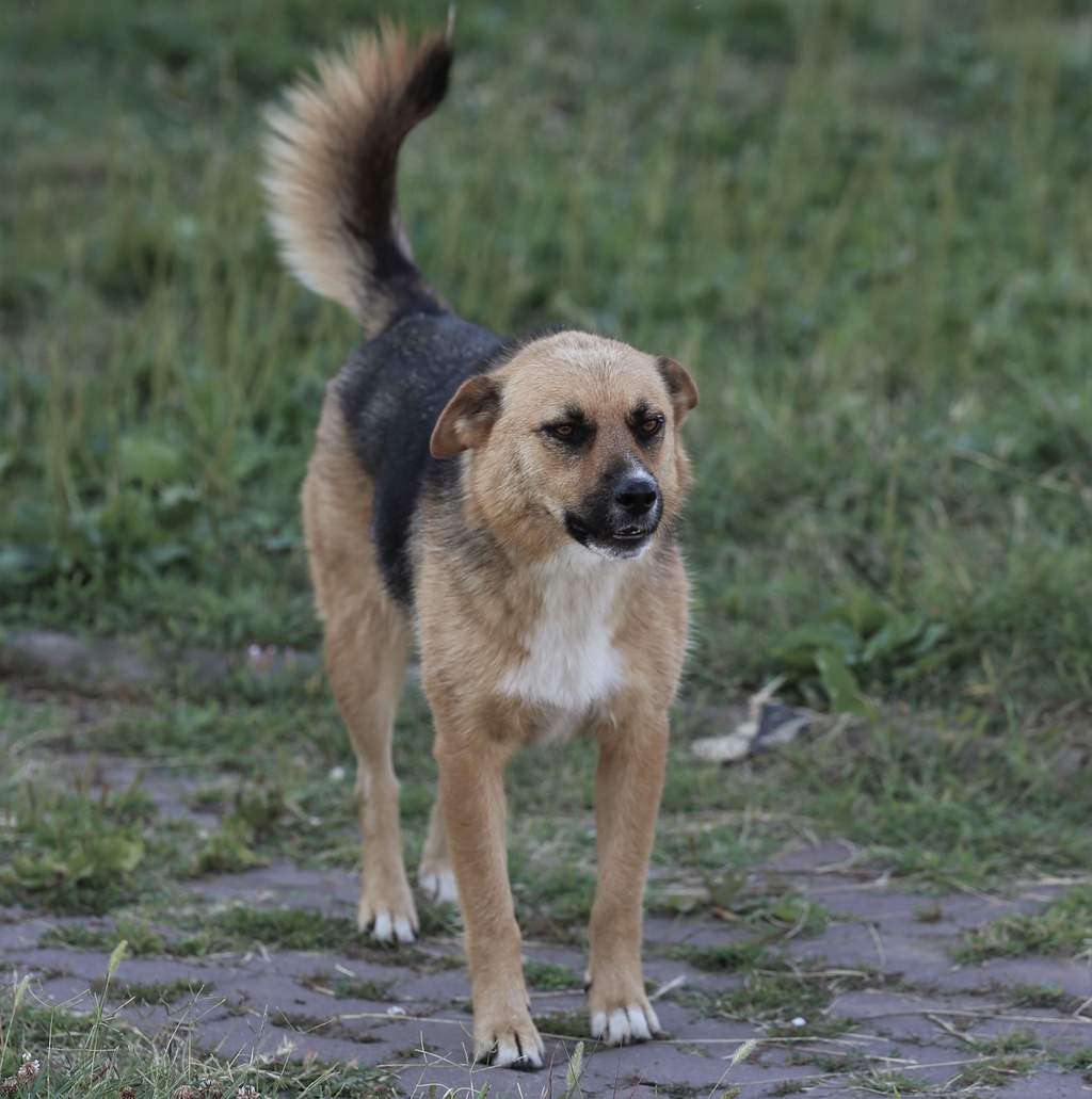 Parrainage de Romy, sœur de Lorie ( chienne de la fabrique) Hx9a6016