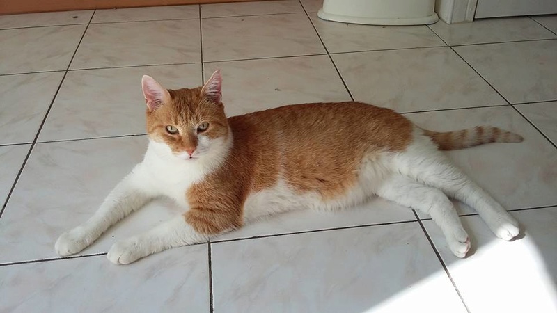 Karan , mâle 5 ans, très sociable... Karam10
