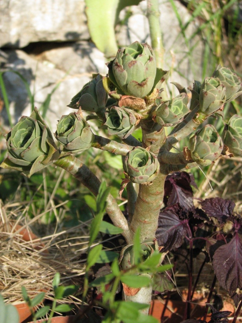 Aeonium (?) Img_1213