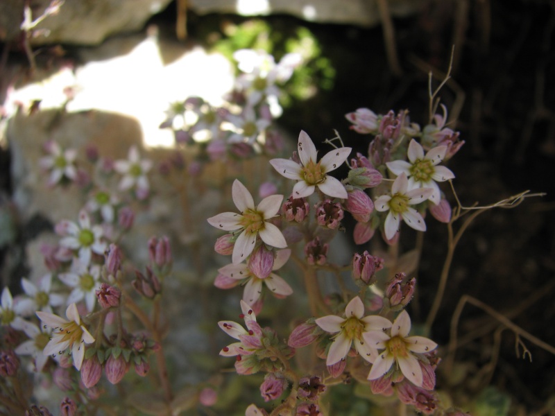 au pays des Sedum Img_1216