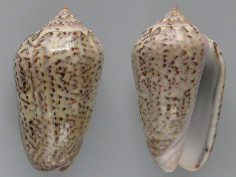Americoliva subangulata subangulata (Philippi, 1848) - Worms = Oliva subangulata Philippi, 1848 Img_0011