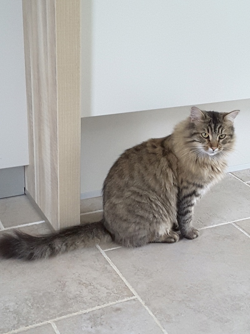 JANELLE, jeune chatte européenne, poils longs tabby fauve, née en novembre 2014 20161117