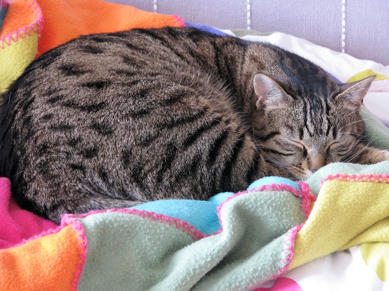 Iakari, mâle de type européen brown tabby, né en 2013 Img_0510