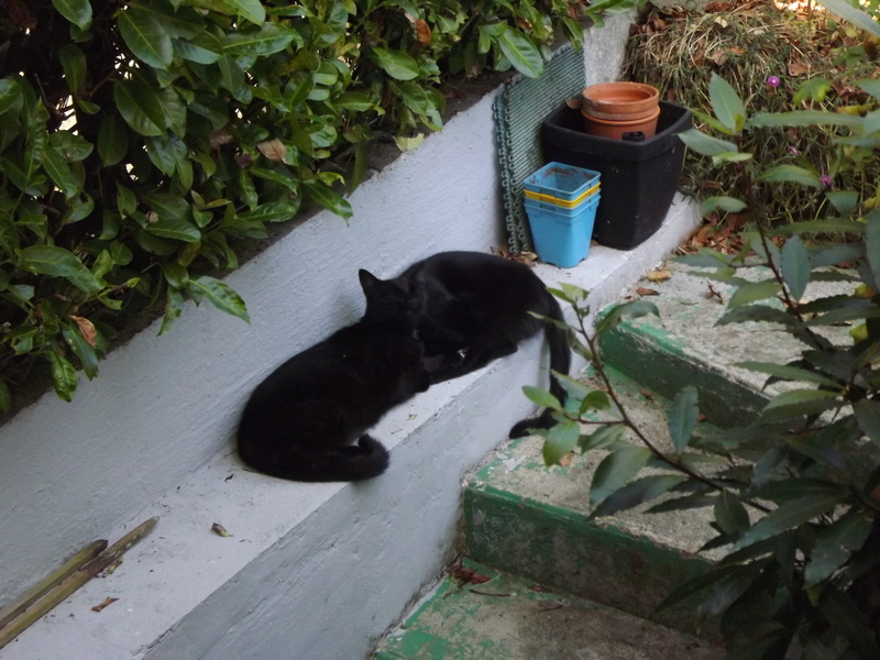Langy, chaton de type européen noir, né le 01/07/2015 Zoufri10
