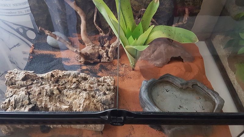 Mes 2 Terrariums 20161215