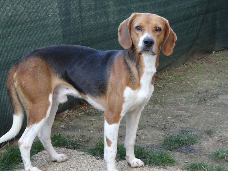 IGLO - beagle mâle 4 ans (Asso GALIA 86) Dsc04412