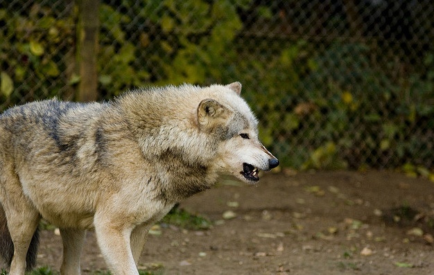 Photo Stock de loup. Badwol10