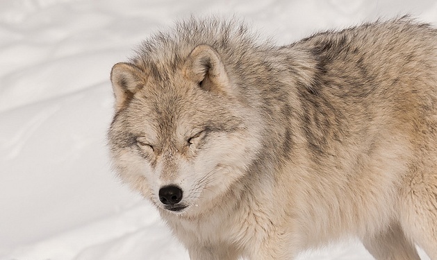 Photo Stock de loup. Blanc113