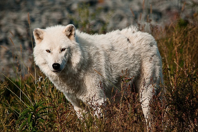 Photo Stock de loup. Blanc114