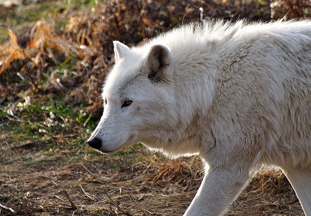 Photo Stock de loup. Blanc810