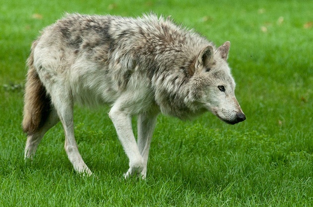 Photo Stock de loup. Blsase10