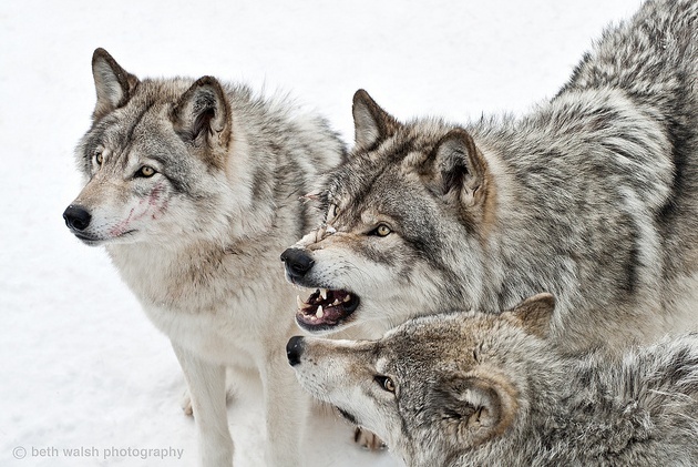 Photo Stock de loup. Pthogo10