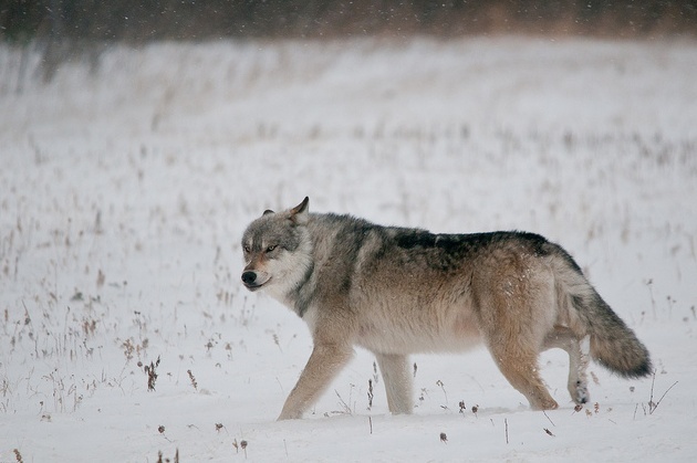 Photo Stock de loup. Zsd10