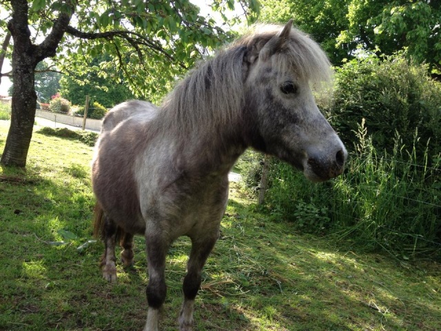 [35] Happy Moon, shetland appaloosa femelle 2005 Happy_10