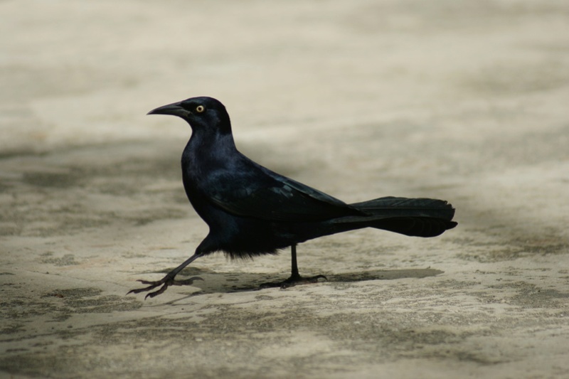 Oiseaux de Cuba -2 Cuba_216