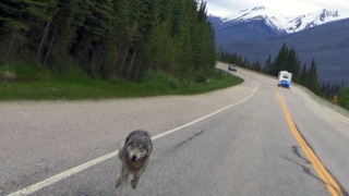 [Zoologie - Loup] Un motard canadien poursuivi sur presque 1 mile par un loup (Canada) Un_lou10
