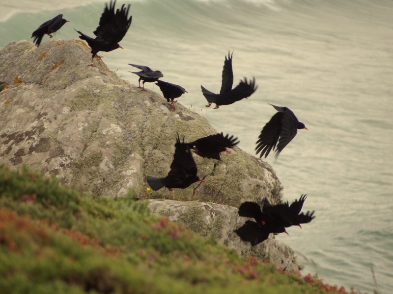 Suivi 2012 du Crave à bec rouge (Pyrrhocorax pyrrhocorax) en Bretagne 02611