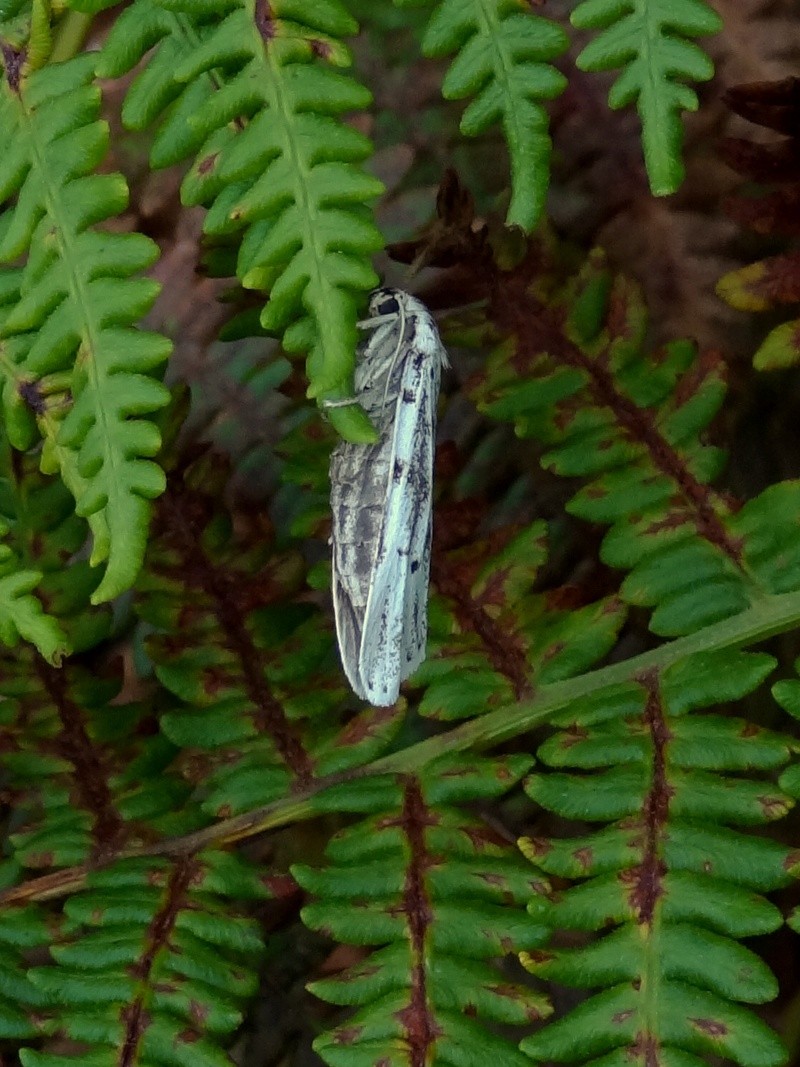 [Crible (Coscinia cribraria)] IID hétérocère 04911