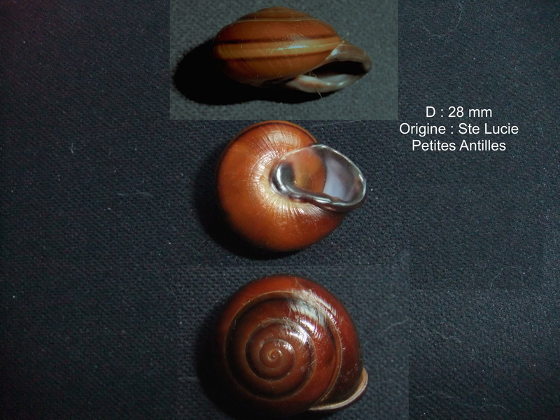 Pleurodonte orbiculata (Férussac, 1822) Pleuro10