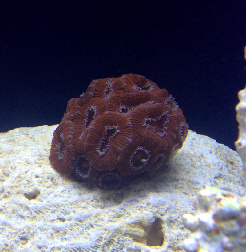 First steps into SW with a 30 gal tall  - Page 2 Acan11