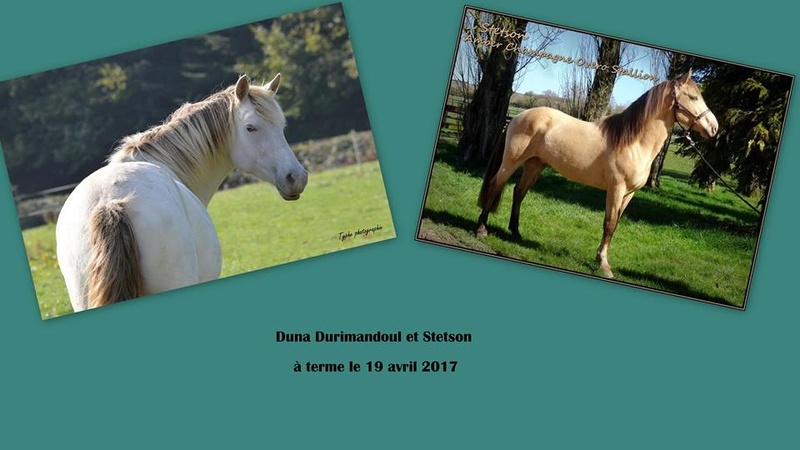Les chevaux Dorélia  - Page 24 15027410