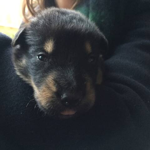 Tokyo Beauceron X Chien Loup De Tchecoslovaquie X Berger
