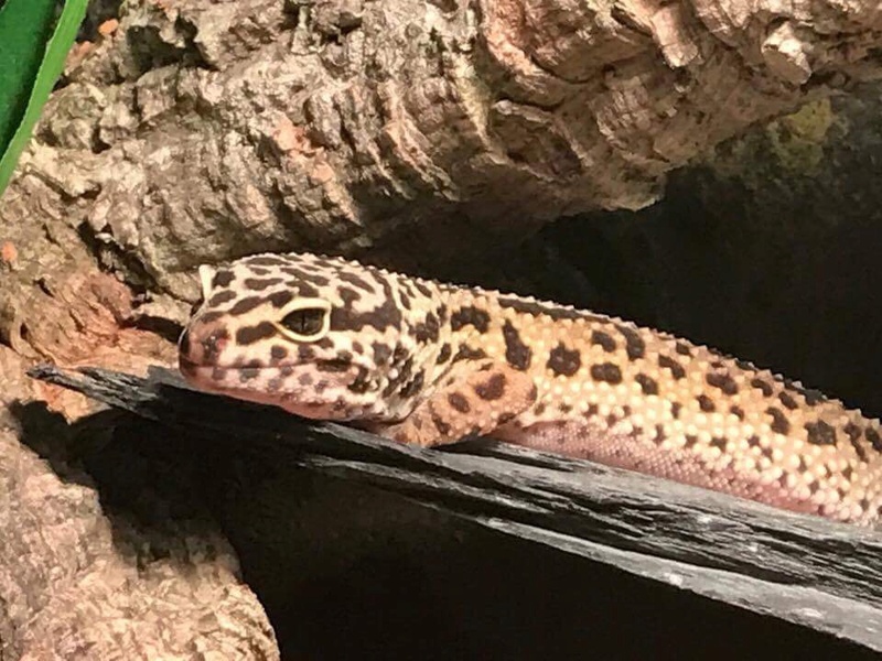 Ma "geckotte" léopard Image154