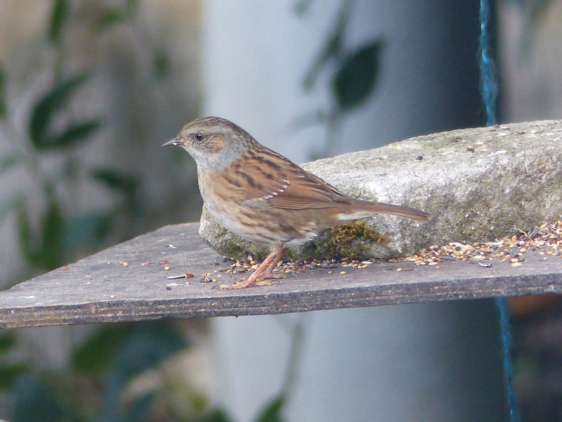 Les oiseaux 2017 de P'tit moineau 19_acc10