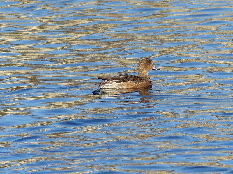  Toutes les photos d'oiseaux de Ptit moineau - Page 2 P1670210