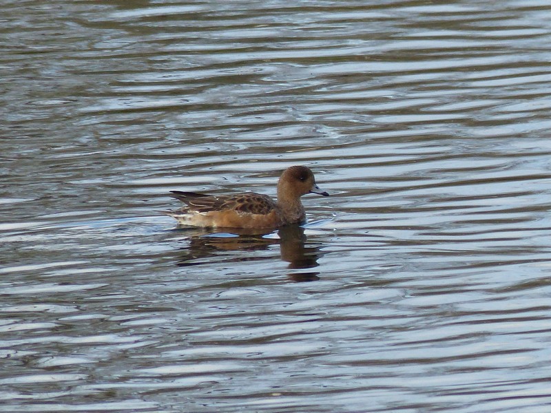  Toutes les photos d'oiseaux de Ptit moineau - Page 2 P1670211